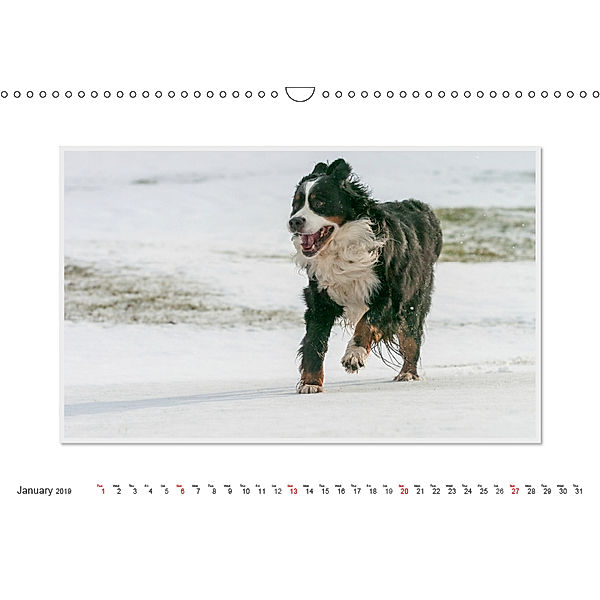 Emotional Moments: Bernese Mountain Dog. UK-Version (Wall Calendar 2019 DIN A3 Landscape), Ingo Gerlach GDT