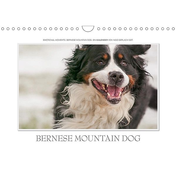 Emotional Moments: Bernese Mountain Dog. UK-Version (Wall Calendar 2021 DIN A4 Landscape), Ingo Gerlach GDT