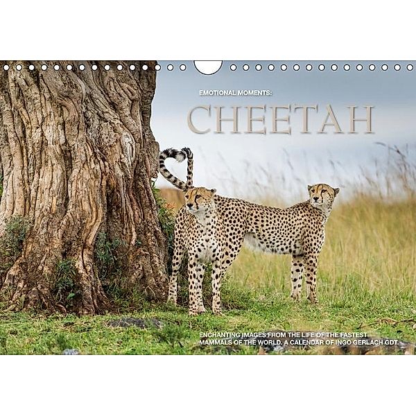Emotional Moments: Cheetah UK Version (Wall Calendar 2017 DIN A4 Landscape), Ingo Gerlach, Ingo Gerlach GDT
