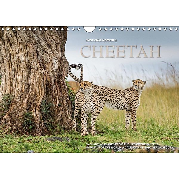 Emotional Moments: Cheetah UK Version (Wall Calendar 2021 DIN A4 Landscape), Ingo Gerlach GDT