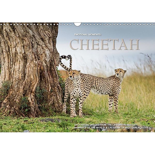 Emotional Moments: Cheetah UK Version (Wall Calendar 2021 DIN A3 Landscape), Ingo Gerlach GDT