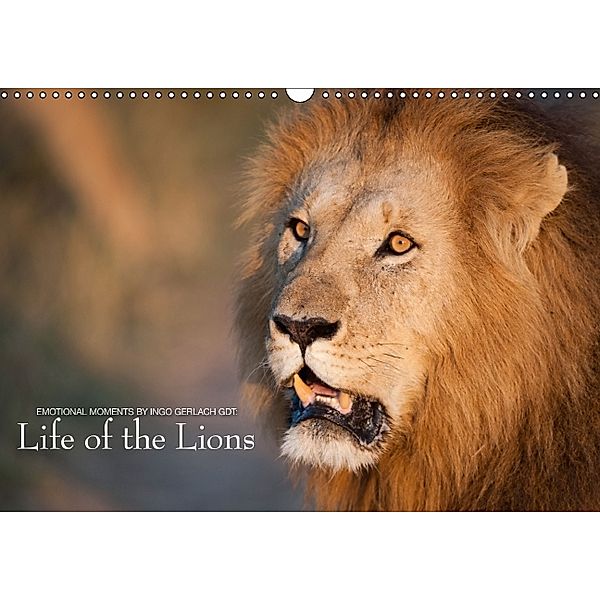 Emotional Moments: Life of the Lions UK Version (Wall Calendar 2014 DIN A3 Landscape), Ingo Gerlach