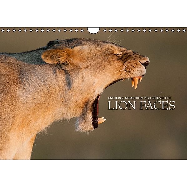 Emotional moments: lion faces UK Version (Wall Calendar 2014 DIN A4 Landscape), Ingo Gerlach