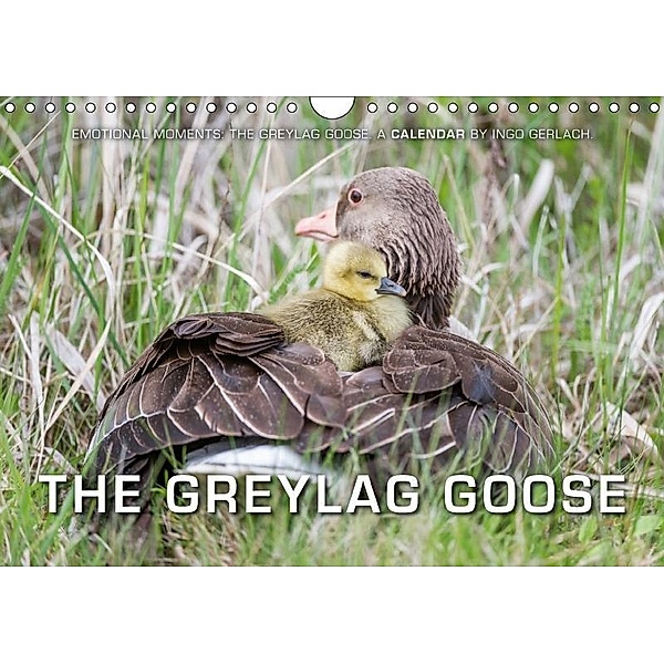 Emotional Moments: The Greylag Goose. / UK-Version (Wall Calendar 2017 DIN A4 Landscape), Ingo Gerlach