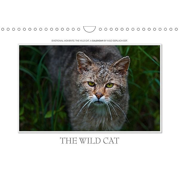 Emotional Moments: The Wildcat. UK-Version (Wall Calendar 2021 DIN A4 Landscape), Ingo Gerlach GDT