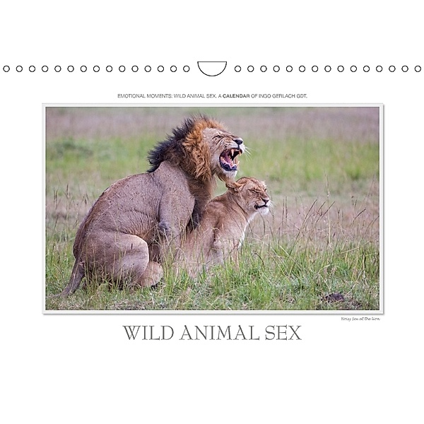 Emotional Moments: Wild Animal Sex. UK-Version (Wall Calendar 2018 DIN A4 Landscape), Ingo Gerlach, Ingo Gerlach GDT