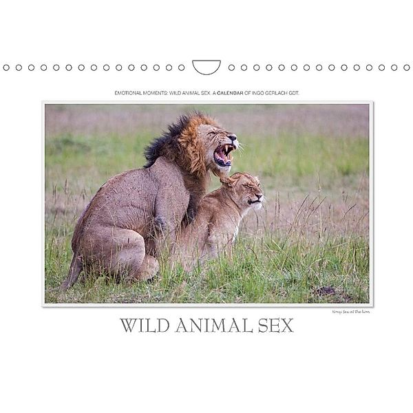 Emotional Moments: Wild Animal Sex. UK-Version (Wall Calendar 2023 DIN A4 Landscape), Ingo Gerlach GDT