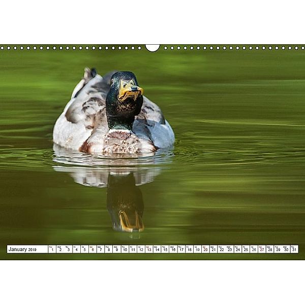 Emotional Moments: Wild Ducks. / UK-Version (Wall Calendar 2019 DIN A3 Landscape), Ingo Gerlach