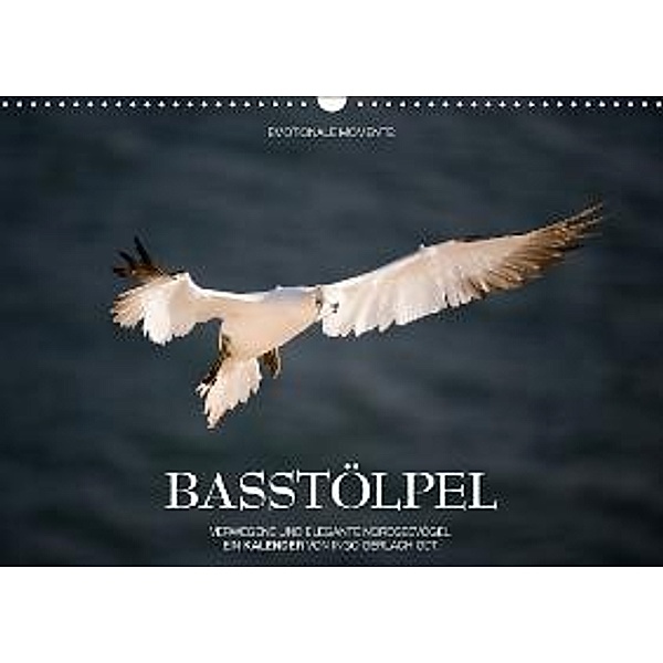 Emotionale Momente: Basstölpel / AT-Version (Wandkalender 2015 DIN A3 quer), Ingo Gerlach