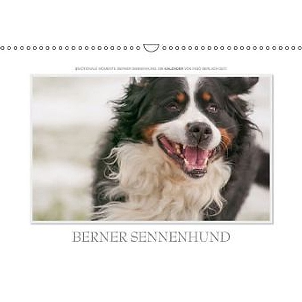 Emotionale Momente: Berner Sennenhund. / AT-Version (Wandkalender 2015 DIN A3 quer), Ingo Gerlach