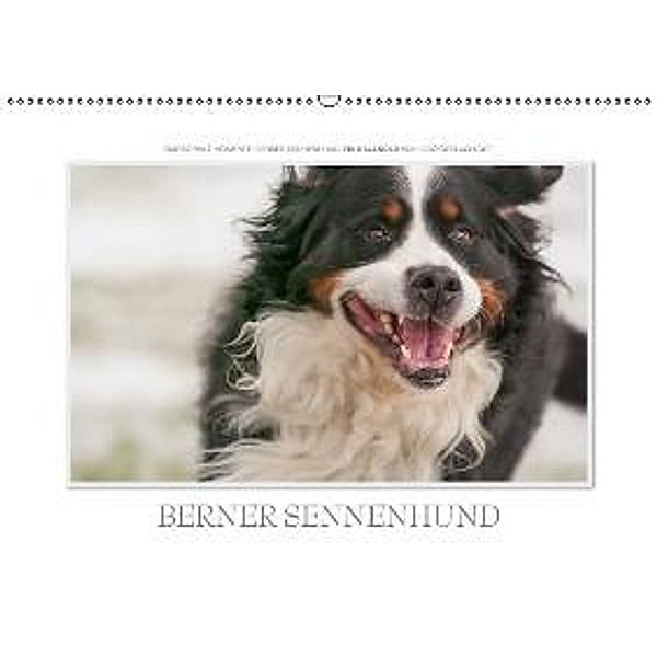 Emotionale Momente: Berner Sennenhund. / CH-Version (Wandkalender 2015 DIN A2 quer), Ingo Gerlach