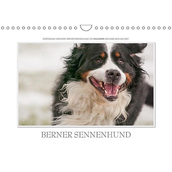 Emotionale Momente: Berner Sennenhund. / CH-Version (Wandkalender 2017 DIN A4 quer), Ingo Gerlach