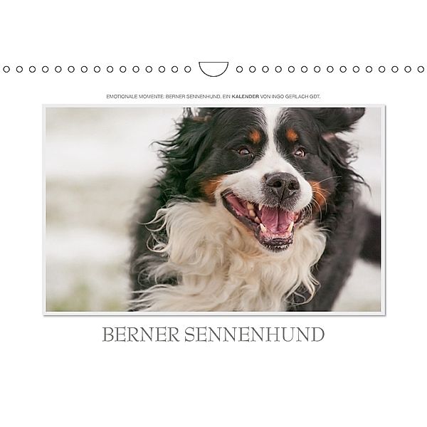 Emotionale Momente: Berner Sennenhund. / CH-Version (Wandkalender 2018 DIN A4 quer), Ingo Gerlach, Ingo Gerlach GDT