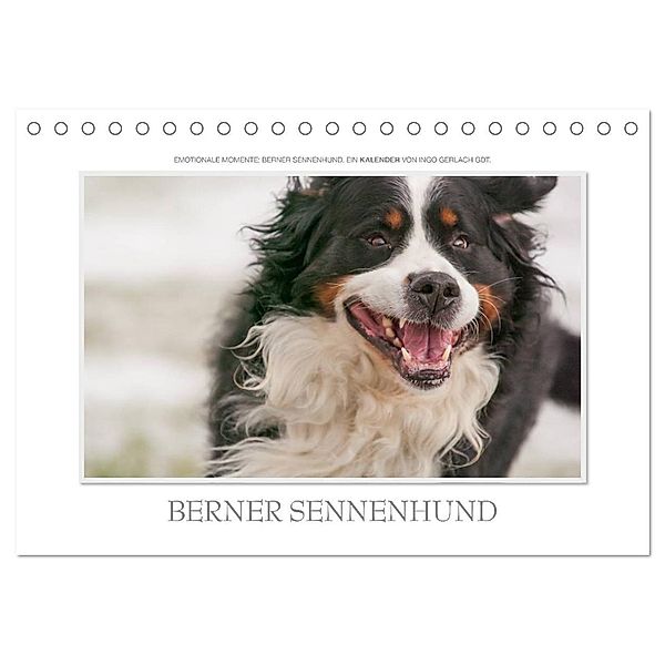 Emotionale Momente: Berner Sennenhund. (Tischkalender 2024 DIN A5 quer), CALVENDO Monatskalender, Ingo Gerlach GDT