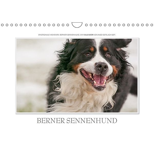 Emotionale Momente: Berner Sennenhund. (Wandkalender 2018 DIN A4 quer), Ingo Gerlach, Ingo Gerlach GDT
