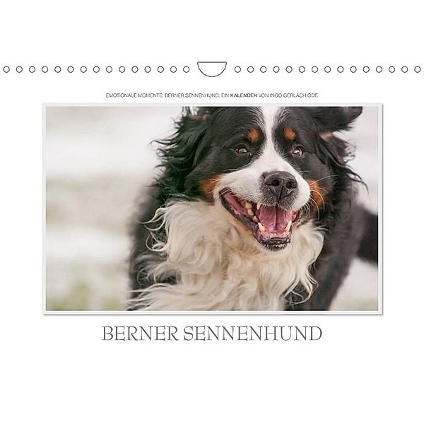Emotionale Momente: Berner Sennenhund. (Wandkalender 2023 DIN A4 quer), Ingo Gerlach GDT