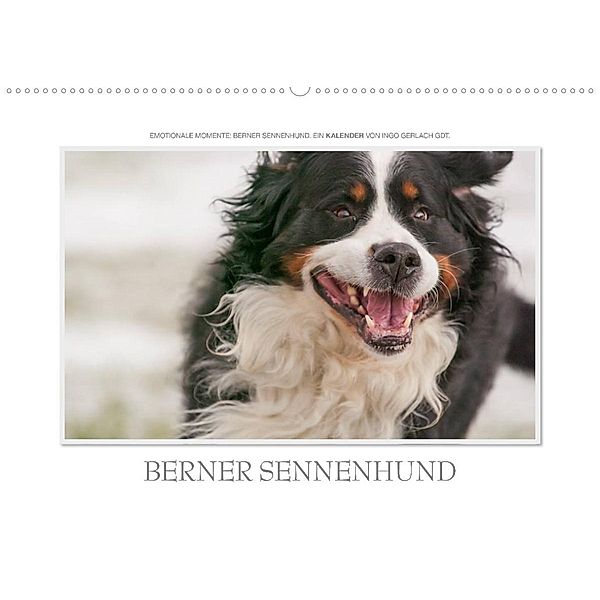 Emotionale Momente: Berner Sennenhund. (Wandkalender 2023 DIN A2 quer), Ingo Gerlach GDT