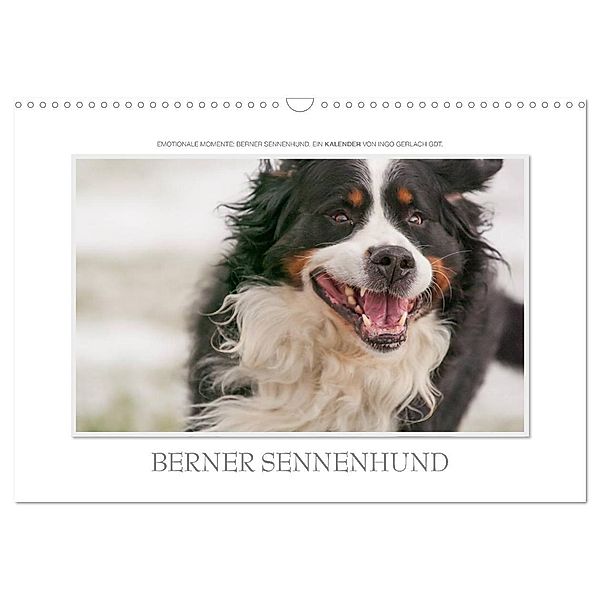 Emotionale Momente: Berner Sennenhund. (Wandkalender 2024 DIN A3 quer), CALVENDO Monatskalender, Ingo Gerlach GDT