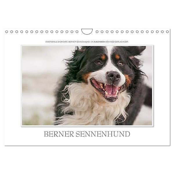 Emotionale Momente: Berner Sennenhund. (Wandkalender 2024 DIN A4 quer), CALVENDO Monatskalender, Ingo Gerlach GDT