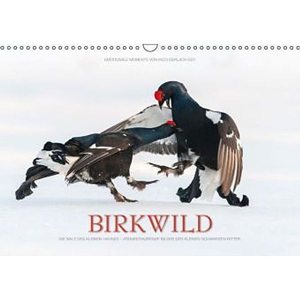 Emotionale Momente: Birkwild (Wandkalender 2016 DIN A3 quer), Ingo Gerlach