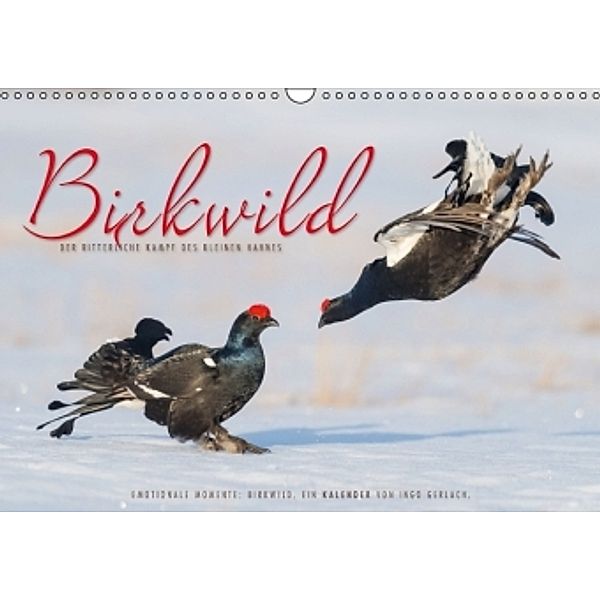 Emotionale Momente: Birkwild (Wandkalender 2016 DIN A3 quer), Ingo Gerlach