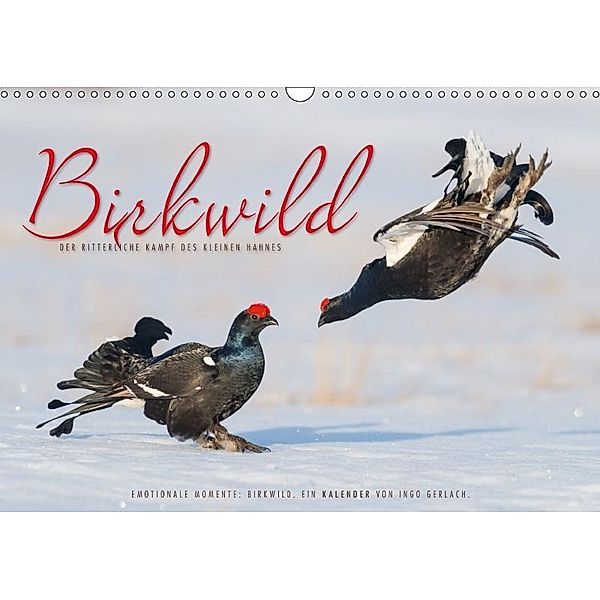 Emotionale Momente: Birkwild (Wandkalender 2017 DIN A3 quer), Ingo Gerlach