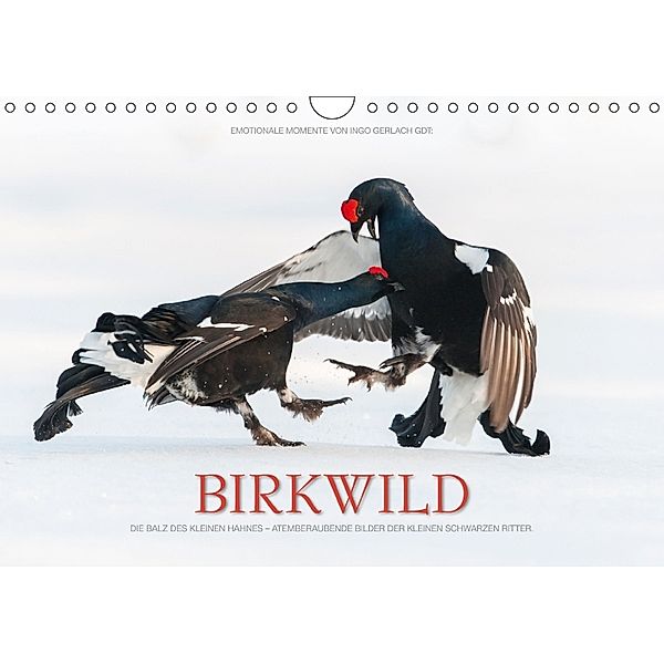 Emotionale Momente: Birkwild (Wandkalender 2018 DIN A4 quer), Ingo Gerlach, Ingo Gerlach GDT