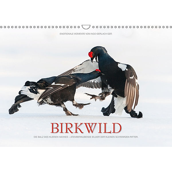 Emotionale Momente: Birkwild (Wandkalender 2019 DIN A3 quer), Ingo Gerlach