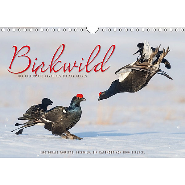 Emotionale Momente: Birkwild (Wandkalender 2019 DIN A4 quer), Ingo Gerlach