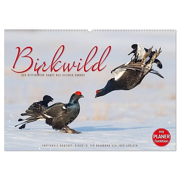 Emotionale Momente: Birkwild (Wandkalender 2024 DIN A2 quer), CALVENDO Monatskalender, Ingo Gerlach