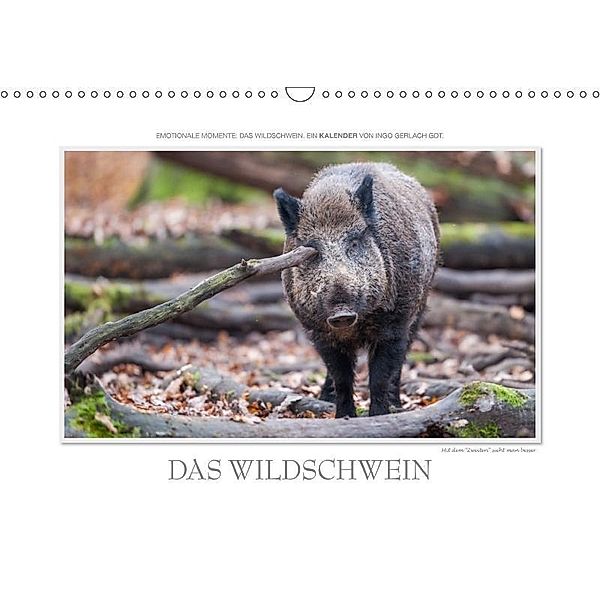 Emotionale Momente: Das Wildschwein. / CH-Version (Wandkalender 2017 DIN A3 quer), Ingo Gerlach