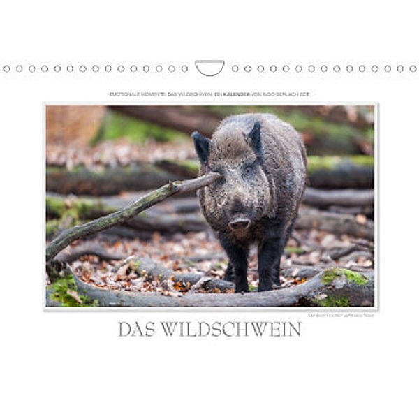 Emotionale Momente: Das Wildschwein. / CH-Version (Wandkalender 2022 DIN A4 quer), Ingo Gerlach GDT