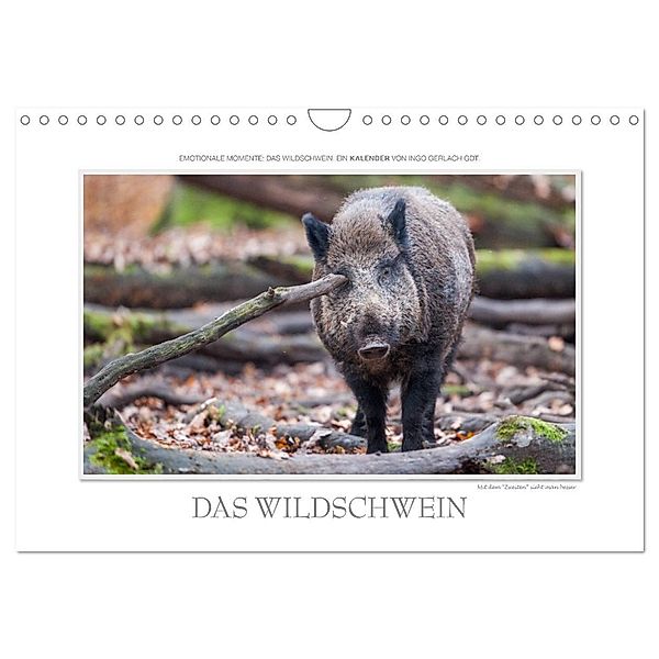 Emotionale Momente: Das Wildschwein. / CH-Version (Wandkalender 2024 DIN A4 quer), CALVENDO Monatskalender, Ingo Gerlach GDT