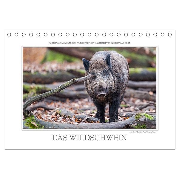 Emotionale Momente: Das Wildschwein. (Tischkalender 2024 DIN A5 quer), CALVENDO Monatskalender, Ingo Gerlach GDT