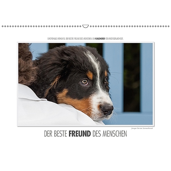 Emotionale Momente: Der beste Freund des Menschen. / CH-Version (Wandkalender 2018 DIN A2 quer), Ingo Gerlach
