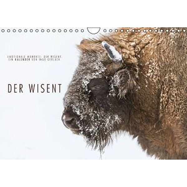Emotionale Momente: Der Wisent. (Wandkalender 2016 DIN A4 quer), Ingo Gerlach