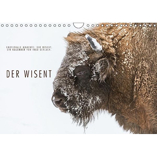 Emotionale Momente: Der Wisent. (Wandkalender 2017 DIN A4 quer), Ingo Gerlach