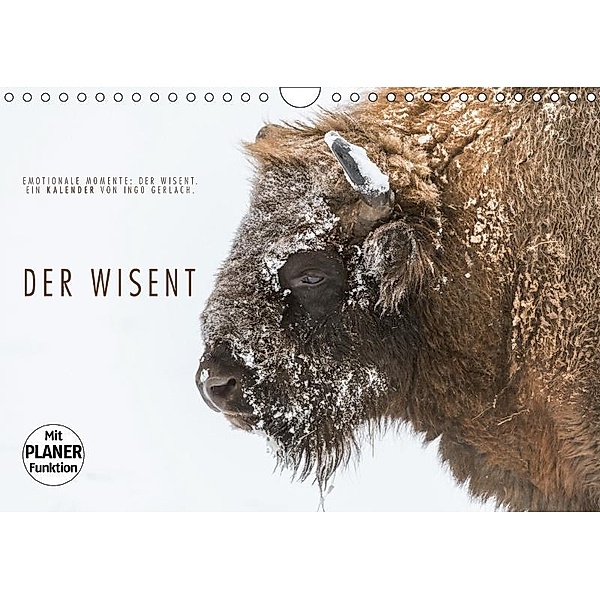 Emotionale Momente: Der Wisent. (Wandkalender 2017 DIN A4 quer), Ingo Gerlach
