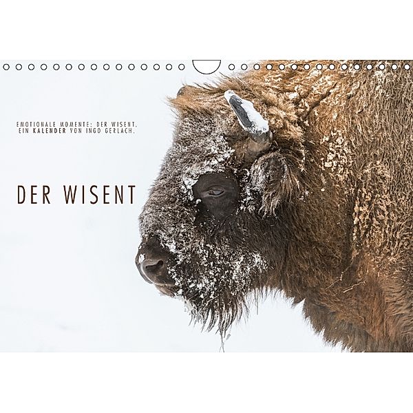 Emotionale Momente: Der Wisent. (Wandkalender 2018 DIN A4 quer), Ingo Gerlach