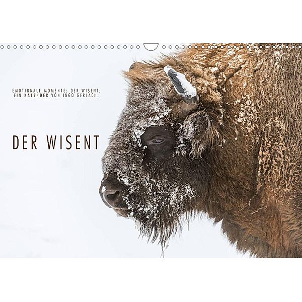 Emotionale Momente: Der Wisent. (Wandkalender 2023 DIN A3 quer), Ingo Gerlach