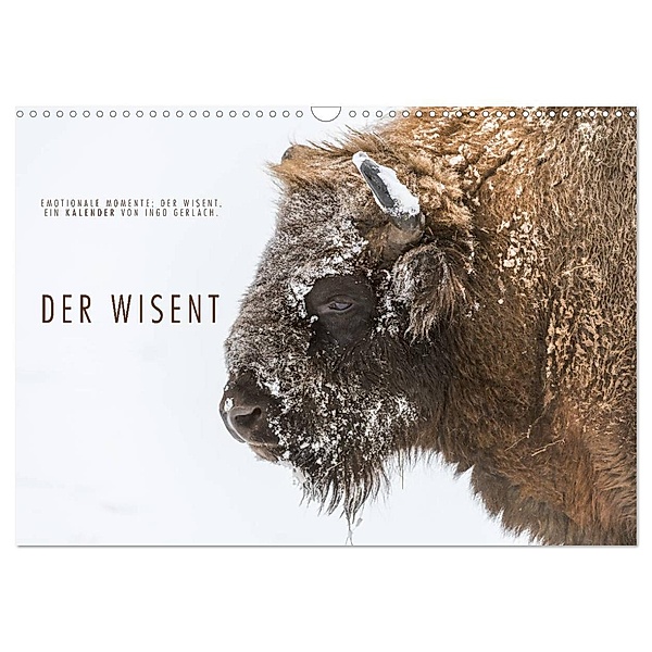 Emotionale Momente: Der Wisent. (Wandkalender 2024 DIN A3 quer), CALVENDO Monatskalender, Ingo Gerlach