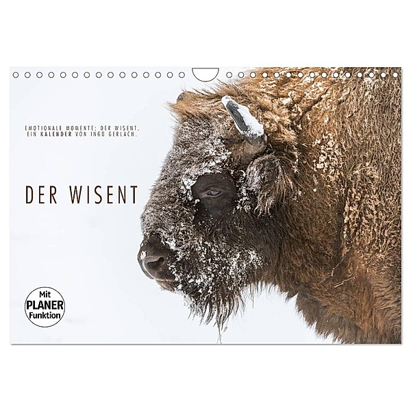 Emotionale Momente: Der Wisent. (Wandkalender 2024 DIN A4 quer), CALVENDO Monatskalender, Ingo Gerlach