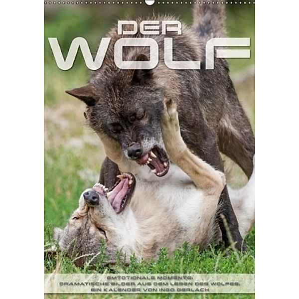 Emotionale Momente: Der Wolf. (Wandkalender 2017 DIN A2 hoch), Ingo Gerlach