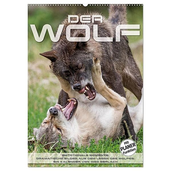 Emotionale Momente: Der Wolf. (Wandkalender 2024 DIN A2 hoch), CALVENDO Monatskalender, Ingo Gerlach