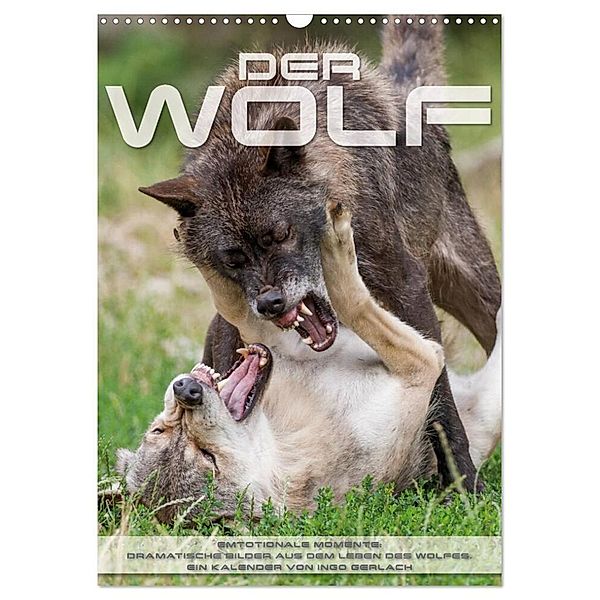 Emotionale Momente: Der Wolf. (Wandkalender 2024 DIN A3 hoch), CALVENDO Monatskalender, Ingo Gerlach