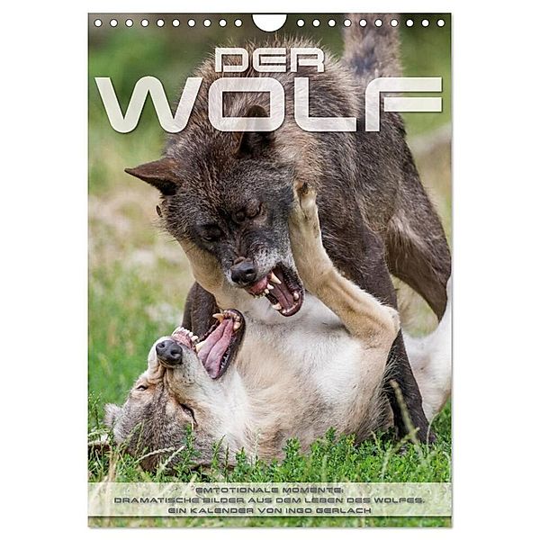 Emotionale Momente: Der Wolf. (Wandkalender 2024 DIN A4 hoch), CALVENDO Monatskalender, Ingo Gerlach