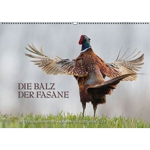 Emotionale Momente: Die Balz der Fasane / AT-Version (Wandkalender 2015 DIN A2 quer), Ingo Gerlach