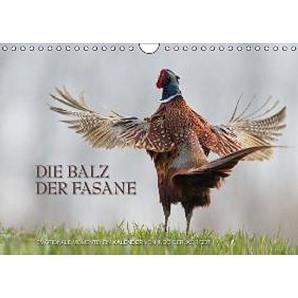 Emotionale Momente: Die Balz der Fasane / CH-Version (Wandkalender 2015 DIN A4 quer), Ingo Gerlach