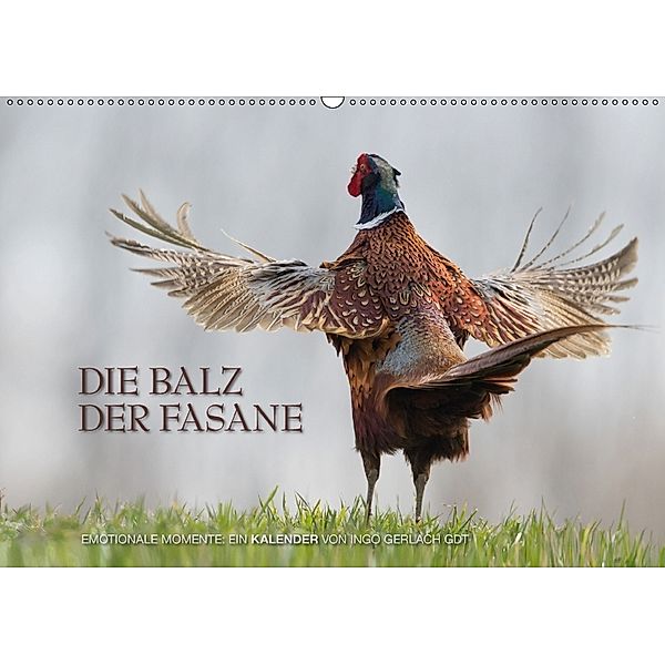 Emotionale Momente: Die Balz der Fasane / CH-Version (Wandkalender 2018 DIN A2 quer), Ingo Gerlach, Ingo Gerlach GDT