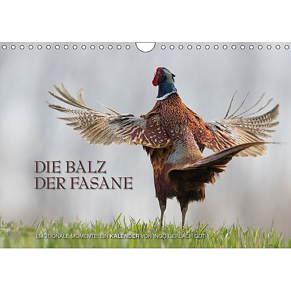 Emotionale Momente: Die Balz der Fasane / CH-Version (Wandkalender 2019 DIN A4 quer), Ingo Gerlach